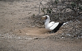 732_Maskergent op nest, Isla de la Plata